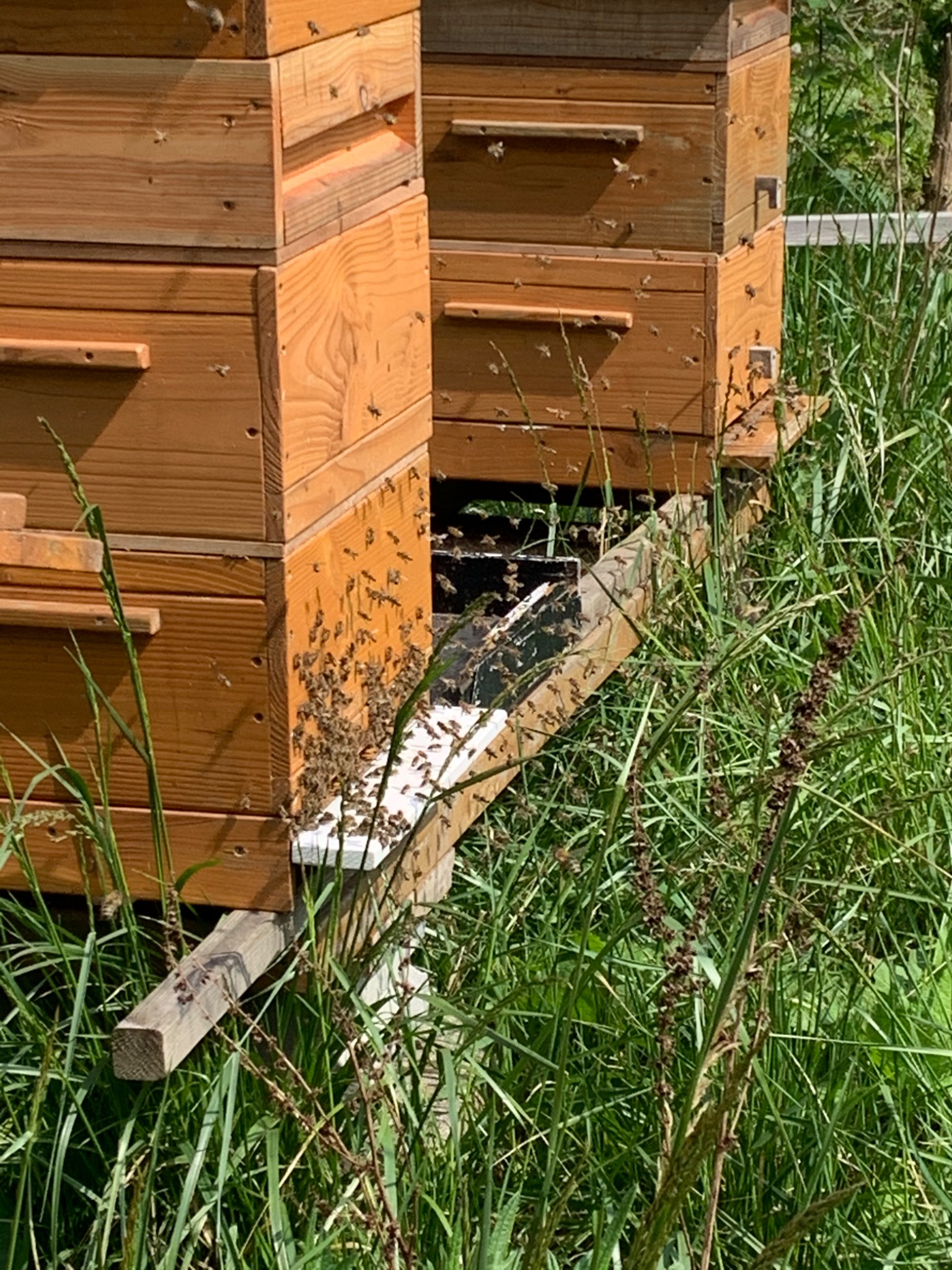 Bijen rond een kast in de tuin van Bosveld